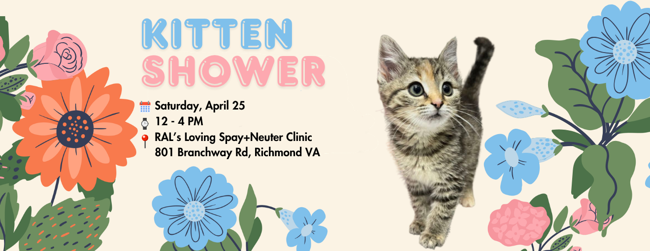 Kitten Shower 2026